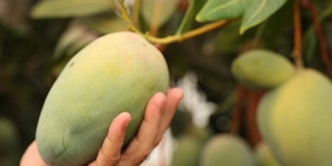 baskan-bocekten-avokado-ve-mango-hasadi.jpg