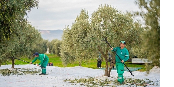 milas-belediyesi-zeytin-hasadina-basladi.jpg