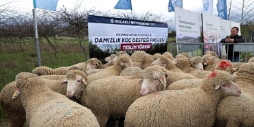 buyuksehirden-hayvanciliga-damizlik-koc-destegi.jpg