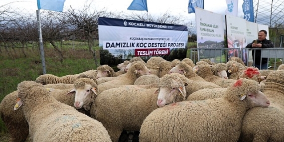 buyuksehirden-hayvanciliga-damizlik-koc-destegi.jpg
